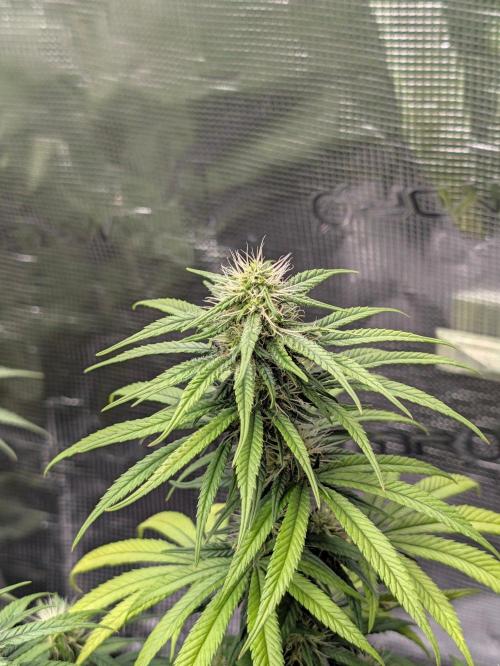 CBD Mazar. Week 10 - Anfang 