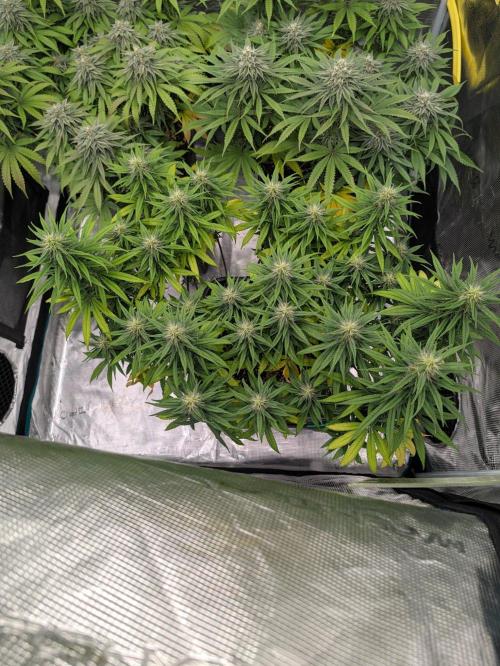 CBD Mazar. Week 10 - Anfang 