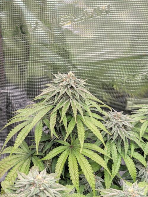 F032 The Blue Zushi Hybrid (Test Strain). Week 10