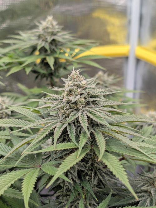 F032 The Blue Zushi Hybrid (Test Strain). Week 10