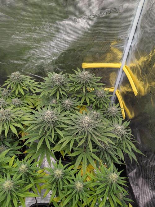 F032 The Blue Zushi Hybrid (Test Strain). Week 10