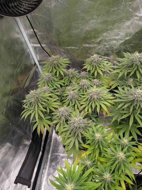 F032 The Blue Zushi Hybrid (Test Strain). Week 10