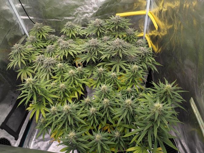 F032 The Blue Zushi Hybrid (Test Strain). Week 10
