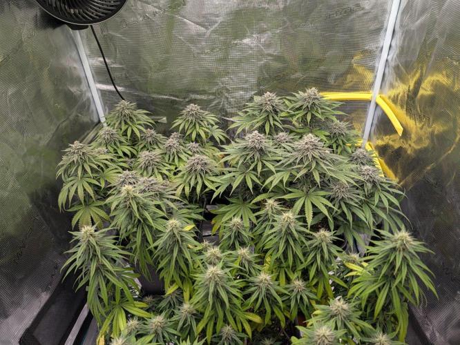 CBD Mazar. Week 10 - Ende