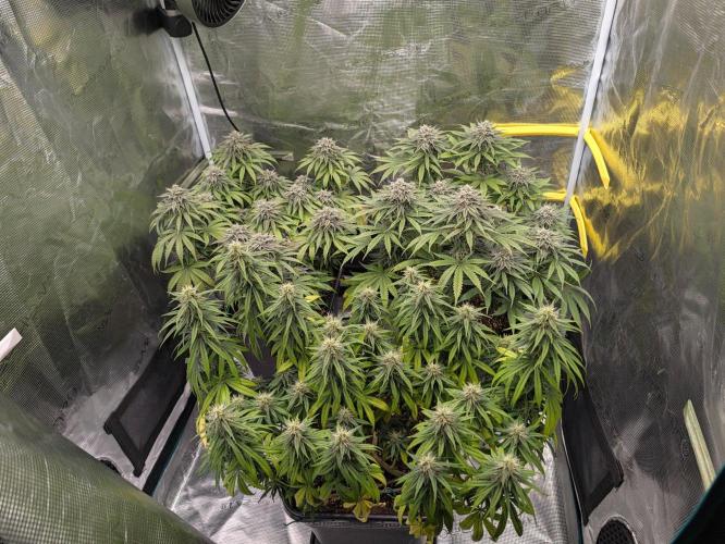 F032 The Blue Zushi Hybrid (Test Strain). Week 10 - Ende