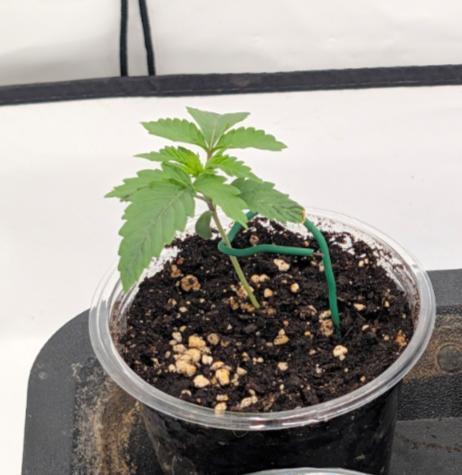 F025 White Sweet Candy OG One. Week 1 - Anfang Woche 1
