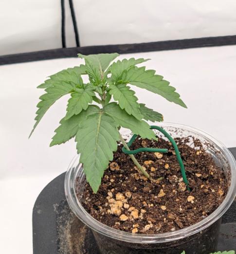 F025 White Sweet Candy OG One. Week 1 - Ende Woche 1