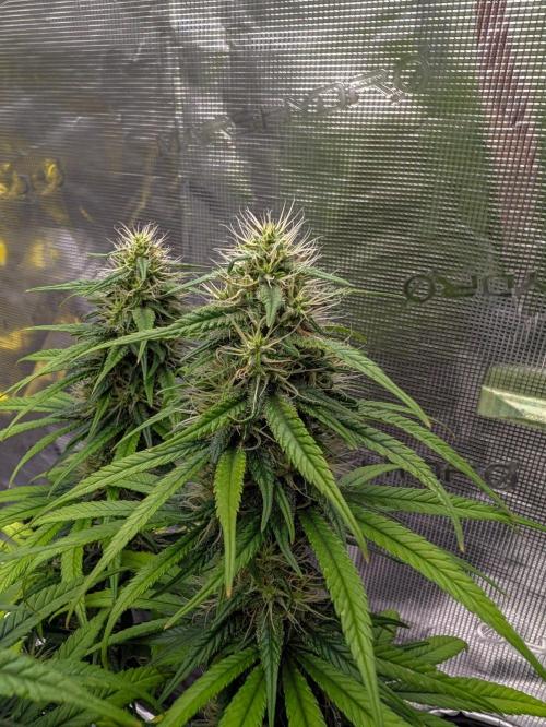 CBD Mazar. Week 11