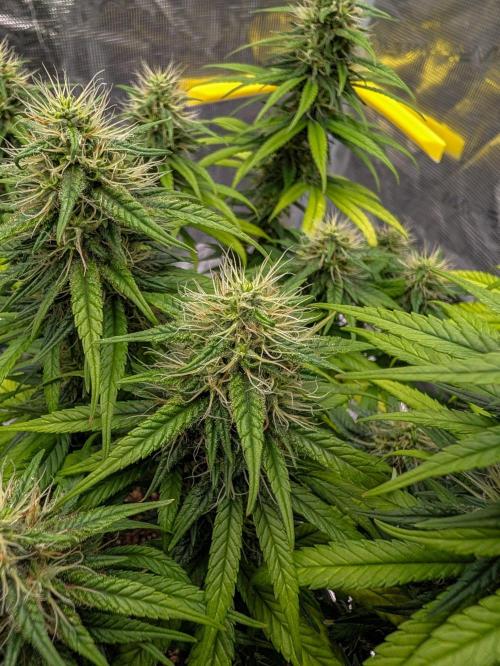 CBD Mazar. Week 11