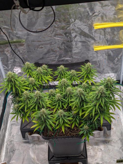 CBD Mazar. Week 11