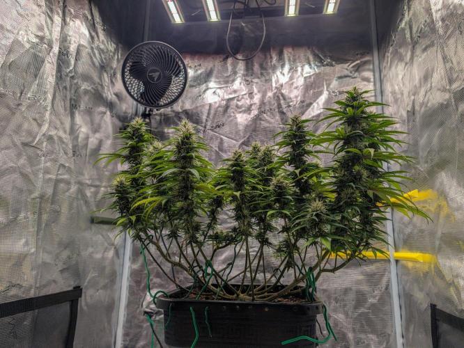 CBD Mazar. Week 11