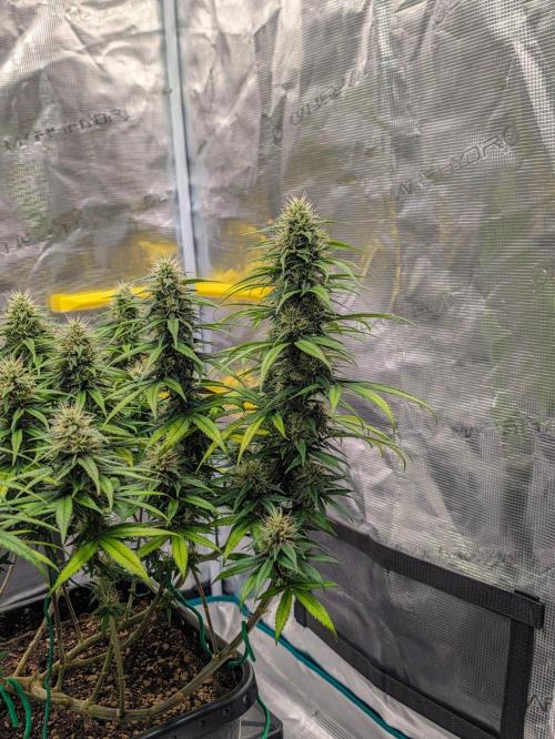 CBD Mazar. Week 11
