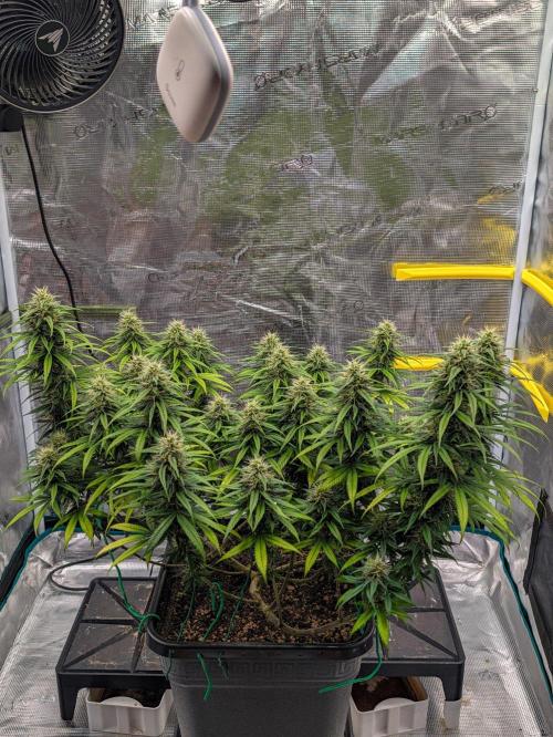 CBD Mazar. Week 11