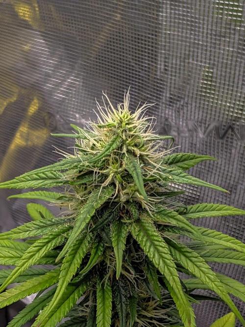 CBD Mazar. Week 11