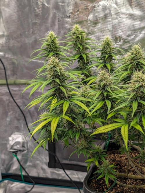 CBD Mazar. Week 11