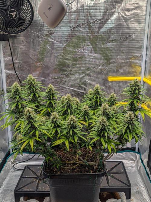 CBD Mazar. Week 11
