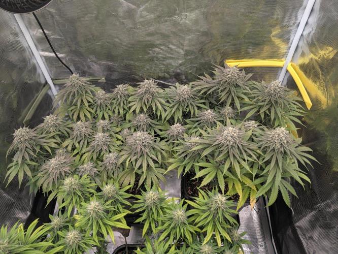 F032 The Blue Zushi Hybrid (Test Strain). Week 11