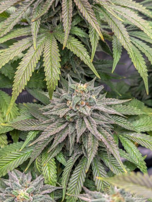 F032 The Blue Zushi Hybrid (Test Strain). Week 11