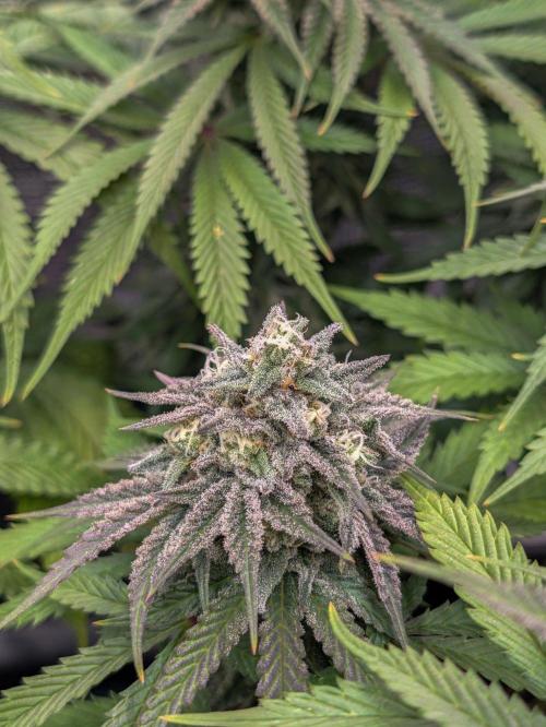 F032 The Blue Zushi Hybrid (Test Strain). Week 11
