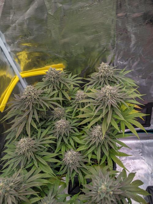 F032 The Blue Zushi Hybrid (Test Strain). Week 11
