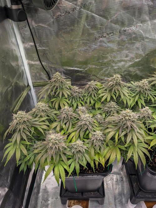 F032 The Blue Zushi Hybrid (Test Strain). Week 11