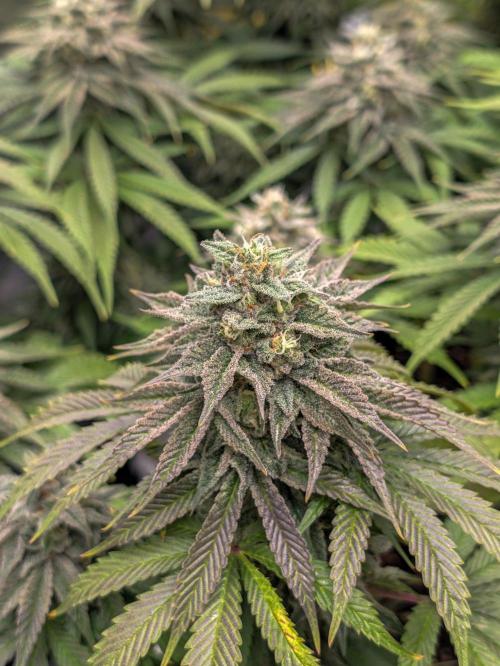 F032 The Blue Zushi Hybrid (Test Strain). Week 11