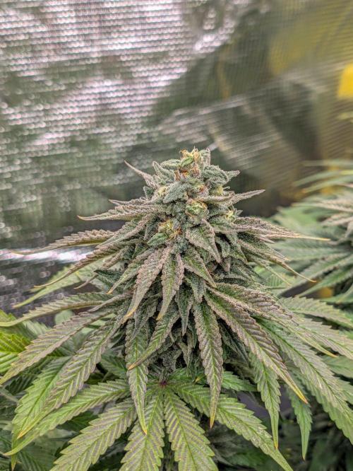F032 The Blue Zushi Hybrid (Test Strain). Week 11