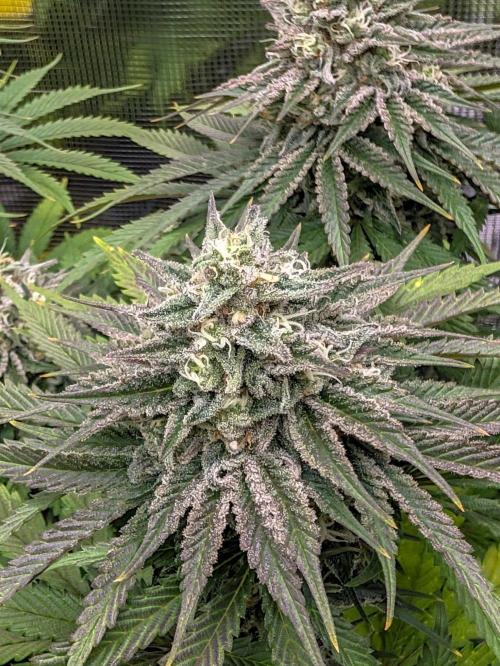 F032 The Blue Zushi Hybrid (Test Strain). Week 11