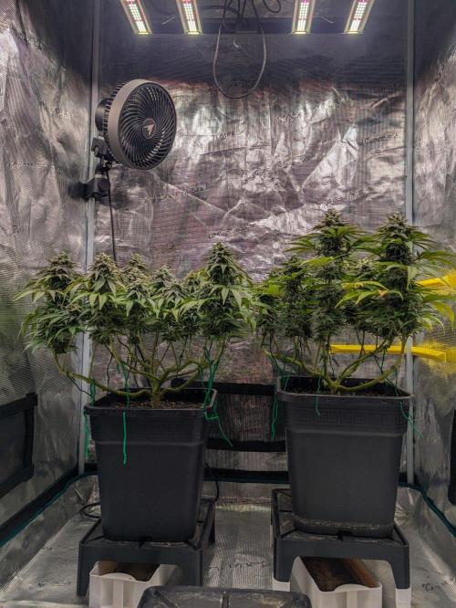 F032 The Blue Zushi Hybrid (Test Strain). Week 11