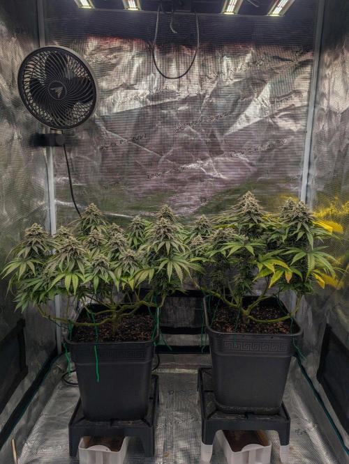 F032 The Blue Zushi Hybrid (Test Strain). Week 11