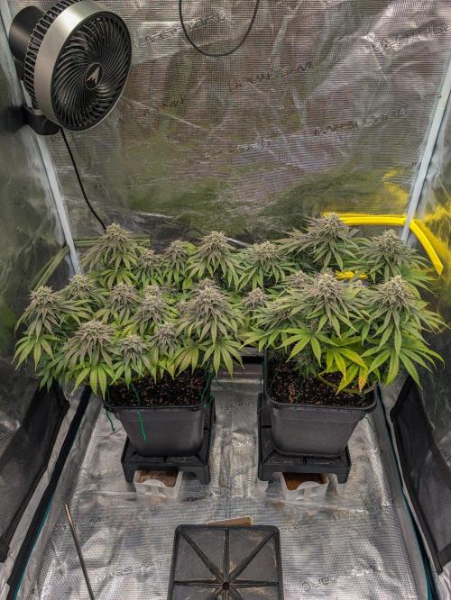 F032 The Blue Zushi Hybrid (Test Strain). Week 11
