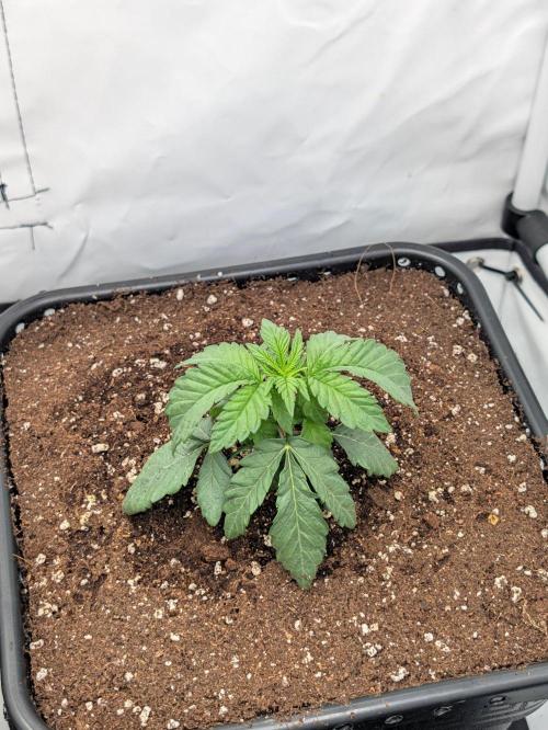 Runtz x Layer Cake. Week 2