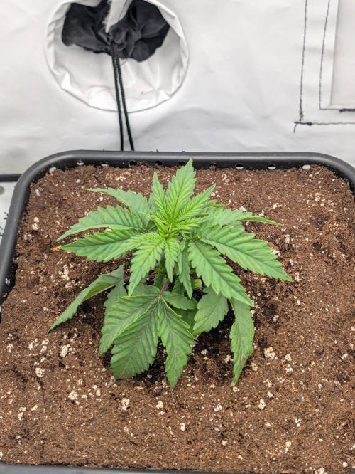 F025 White Sweet Candy OG One. Week 2 - Anfang 