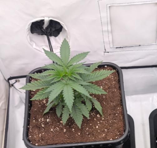 F025 White Sweet Candy OG One. Week 2 - Ende