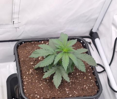 GT 100x100x180. Week 2