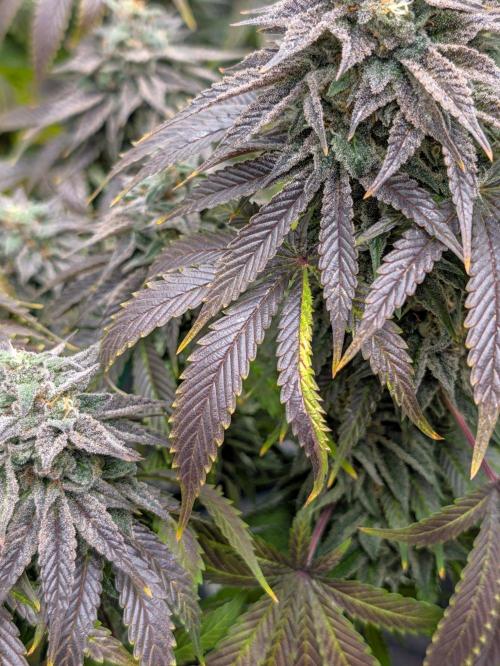 Super Sativa Seed Club - F032 The Blue Zushi Hybrid by BudsPerMinute