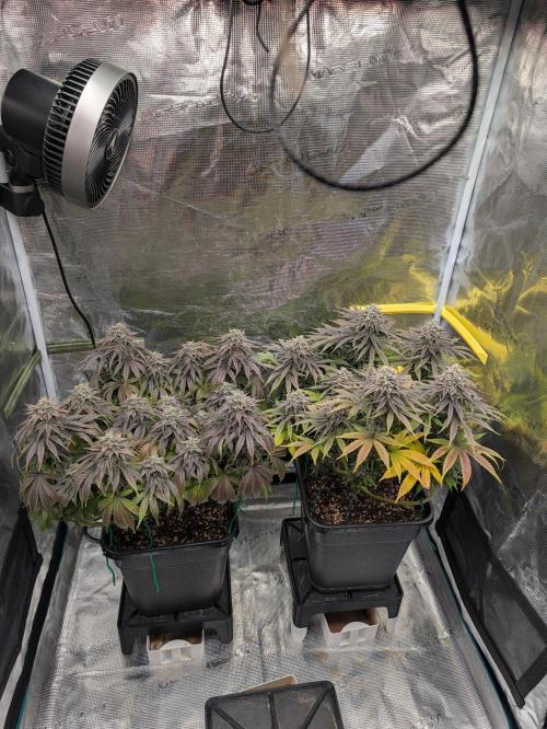 F032 The Blue Zushi Hybrid (Test Strain). Week 12 - Anfang Woche 12