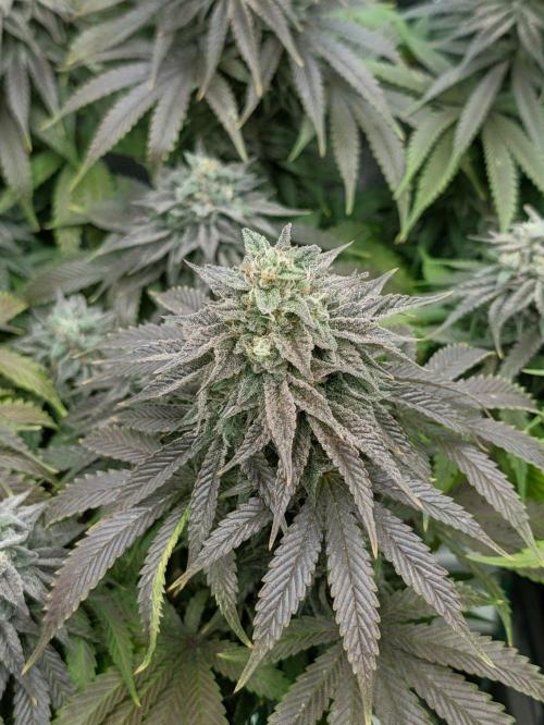 F032 The Blue Zushi Hybrid (Test Strain). Week 12 - Anfang Woche 12