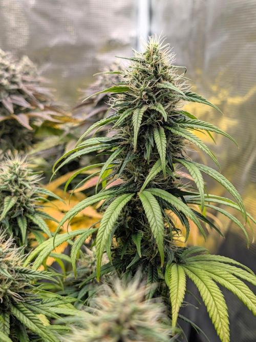 CBD Mazar. Week 12