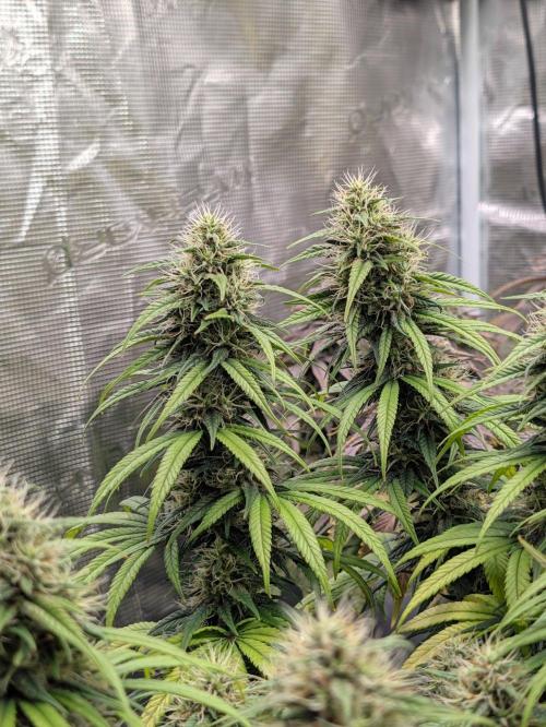 CBD Mazar. Week 12