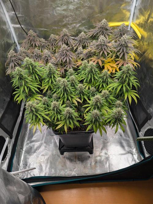 CBD Mazar. Week 12