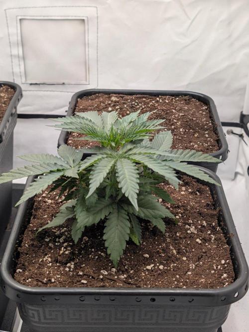 Runtz X Layercake. Week 3 - Anfang vor topping und co