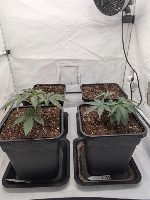 Runtz X Layercake. Week 3 - Anfang mach topping und Co