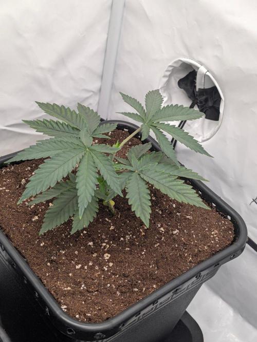 F025 White Sweet Candy OG One. Week 3 - Anfang nach Topping und co