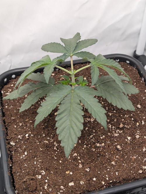 GT 100x100x180. Week 3