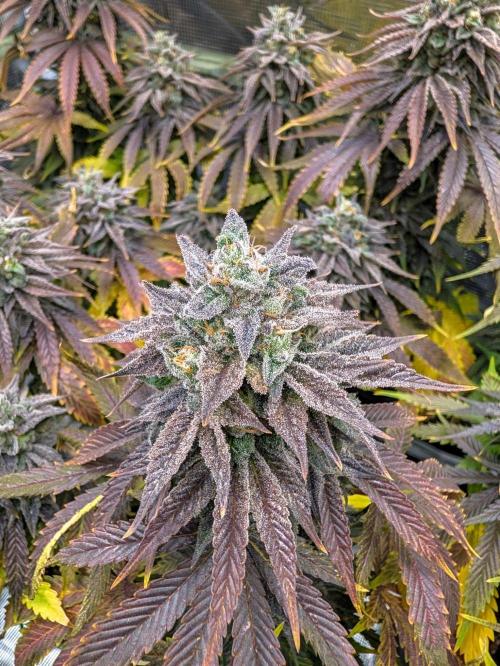 F032 The Blue Zushi Hybrid (Test Strain). Week 12