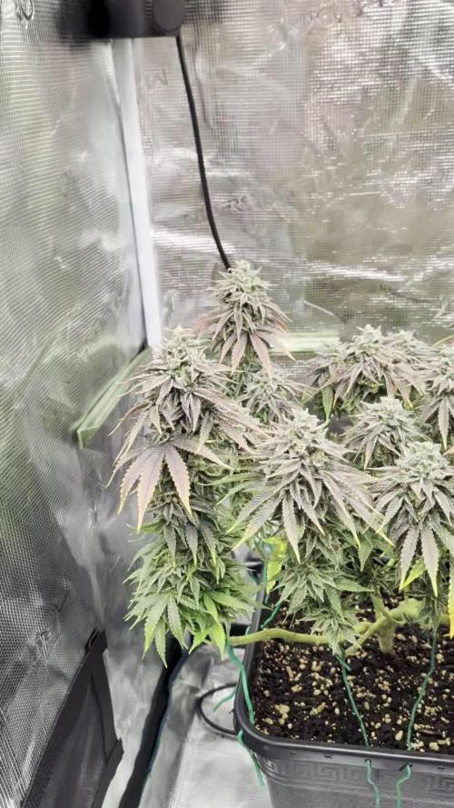 F032 The Blue Zushi Hybrid (Test Strain)