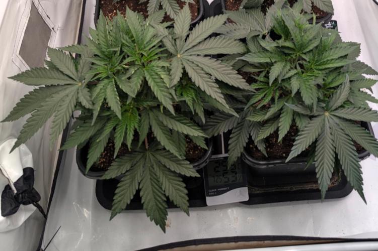 Runtz x Layer Cake. Week 3