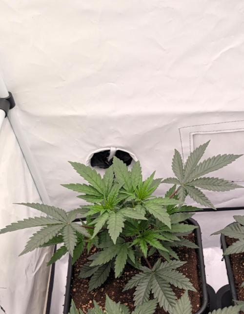 F025 White Sweet Candy OG One. Week 3 - Ende vor lst