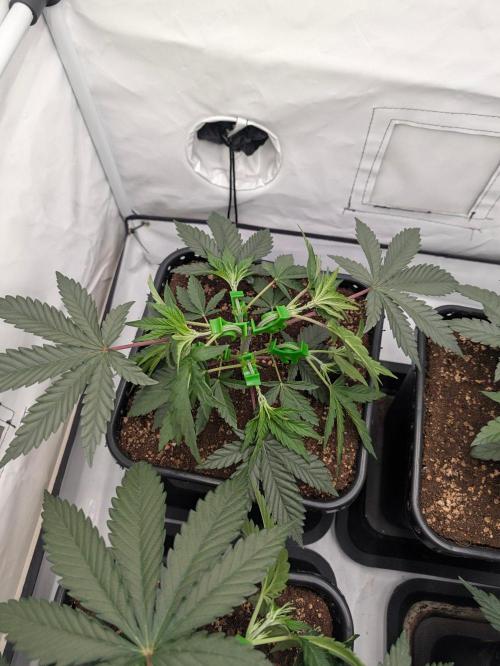 F025 White Sweet Candy OG One. Week 3 - Ende nach lst